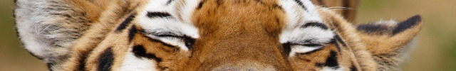 Smiling Tiger